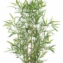 Konstväxt DVERGLO H90cm Bambu